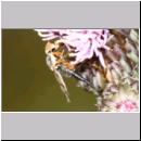 Urophora stylata - Bohrfliege w02 5mm.jpg